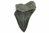 Partial Fossil Megalodon Tooth - Serrated Blade #365809-1